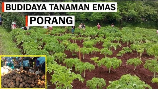 Embedded thumbnail for Cara Menanam Porang Di Lahan Terbuka Agar Cepat Panen Baik Dari Katak / Biji Maupun Umbi