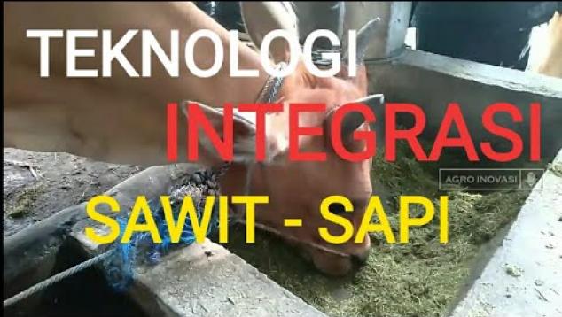 Embedded thumbnail for Teknologi Integrasi Sawit Sapi