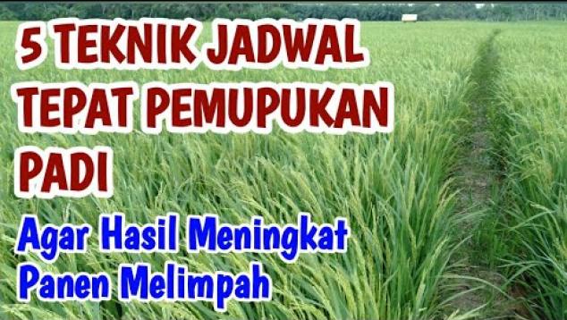 Embedded thumbnail for 5 TEKNIK JADWAL TEPAT PEMUPUKAN PADI DARI AWAL AKHIR HASIL MENINGKAT HASIL PANEN MEMLIMPAH
