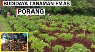 Embedded thumbnail for Cara Menanam Porang Di Lahan Terbuka Agar Cepat Panen Baik Dari Katak / Biji Maupun Umbi