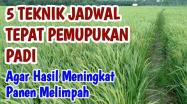 Embedded thumbnail for 5 TEKNIK JADWAL TEPAT PEMUPUKAN PADI DARI AWAL AKHIR HASIL MENINGKAT HASIL PANEN MEMLIMPAH